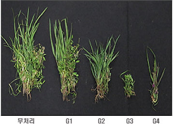 옥수수글루텐 처리 잡초발생 정도를 나타낸 비교사진 : 무처리, G1, G2, G3, G4