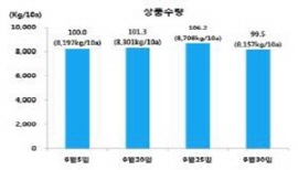 노지육묘 파종시기에 따른 상품수량 막대그래프