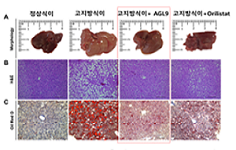 AGL9 동물실험(간, 지방세포)