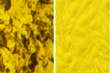 세포내 멜라닌 색소 생성 억제(미백활성)