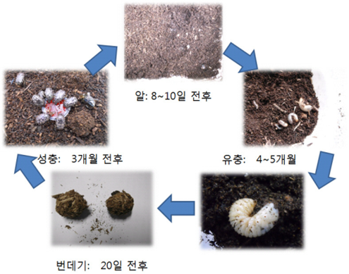 흰점박이꽃무지(꽃벵이) 생활사