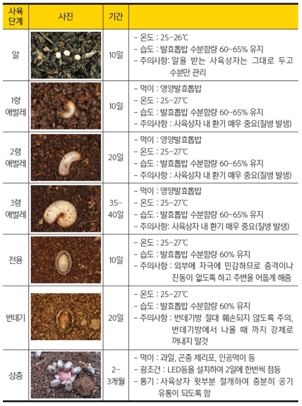 흰점박이꽃무지(꽃벵이) 안전사육방법 및 관리