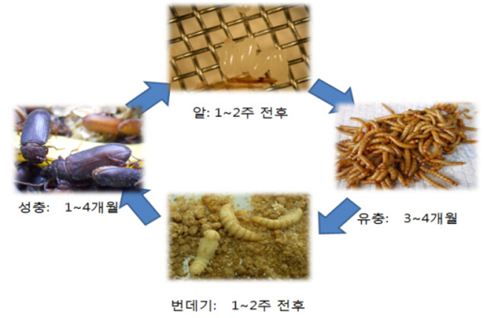 갈색거저리(고소애) 생활사