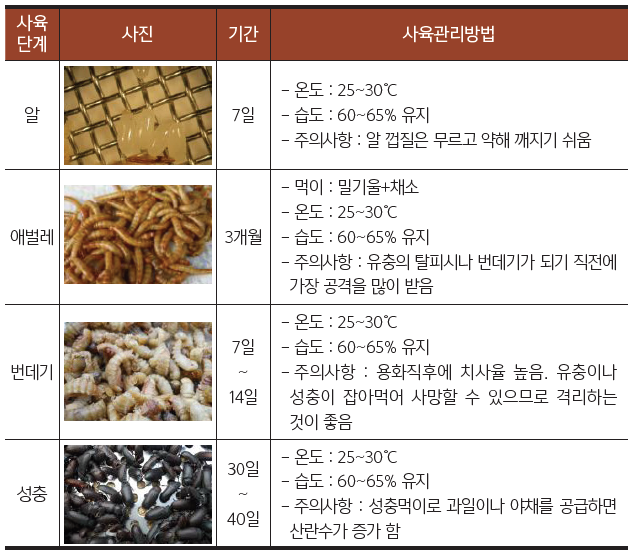 갈색거저리(고소애) 안전사육방법 및 관리