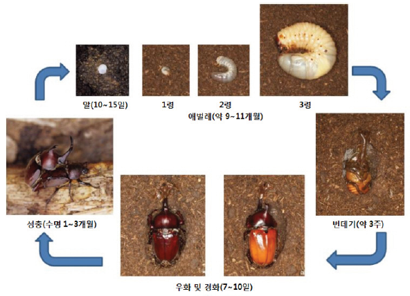 장수풍뎅이 생활사