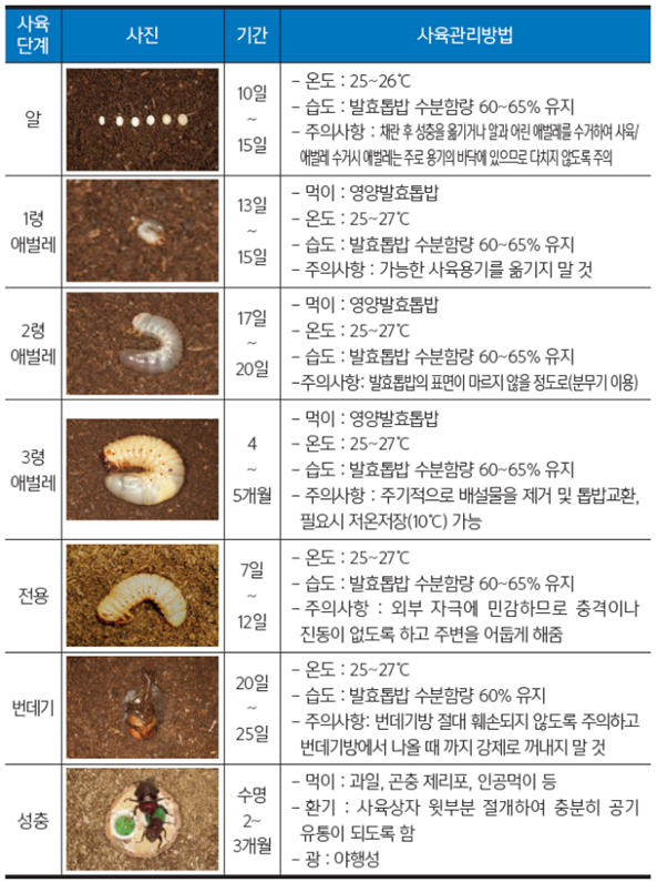 장수풍뎅이 안전사육방법 및 관리