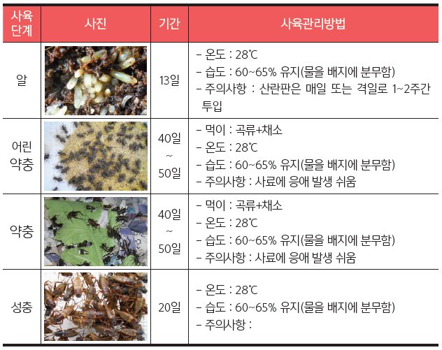 쌍별귀뚜라미 안전사육방법 및 관리