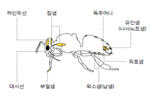 꿀벌