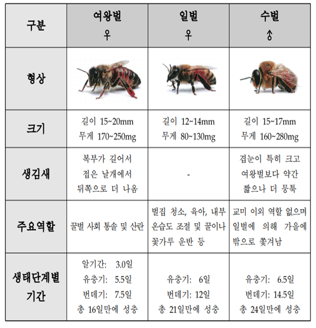 벌통 구성원