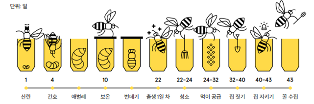꿀벌 생애 및 습성