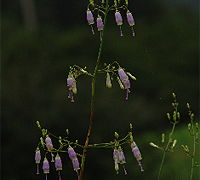 잔대(사삼)