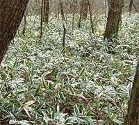 조릿대(산죽)