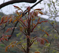 참죽나무