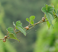 마(산약)