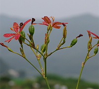 범부채