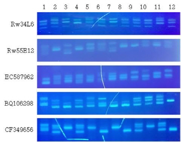 스프레이장미 SSR마커개발 : Rw34L6, Rw55E12, EC587762, BQ106298, CF349656