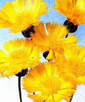 그림 4. Centaurea