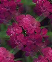 그림 5. sweet williams(Dianthus)