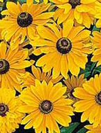 그림 6. Rudbeckia