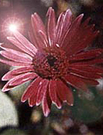 그림 7. Gerbera