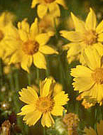 그림 8. Coreopsis