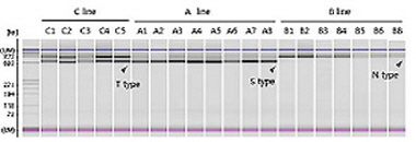 육성계통의 세포질 유형 확인 이미지