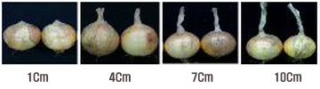 1cm, 4cm, 7cm, 10cm 줄기 절단 길이 비교사진