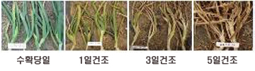 수확당일, 1일건조, 3일건조, 5일건조 엽 건조일수 비교사진