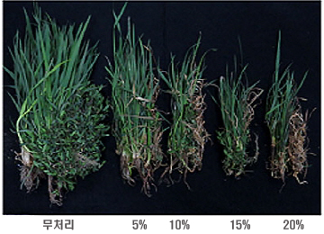 아세트산처리 잡초발생 정도를 나타낸 비교사진 : 무처리, 5%, 10%, 15%, 20%